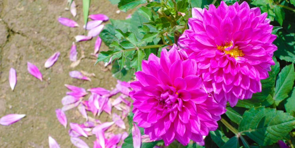 rosa Dalien Blüten