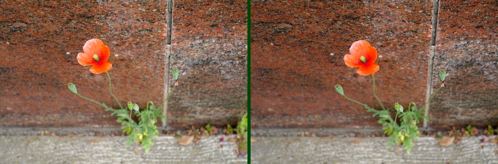 Mohnblüte als Stereo-Bild