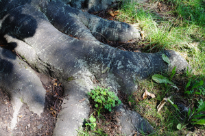 Blutbuche_Pillnitz_Wurzeln