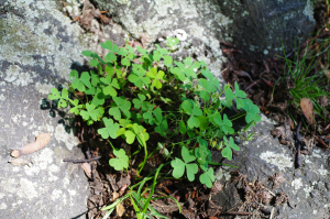 Blutbuche_Pillnitz_Klee_Shamrock