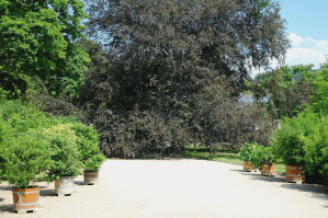 Blutbuche_Pillnitz_Gesamtansicht