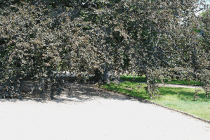 Blutbuche_Pillnitz_Gesamtansicht_unten