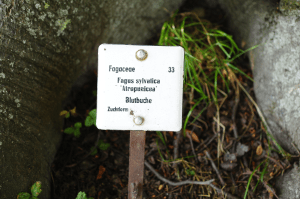 Blutbuche_Pillnitz_Fagus sylvatica