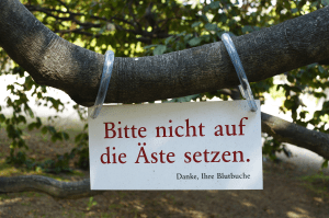 Blutbuche_Pillnitz_Vorsicht_Bitte nicht auf die Äste setzen