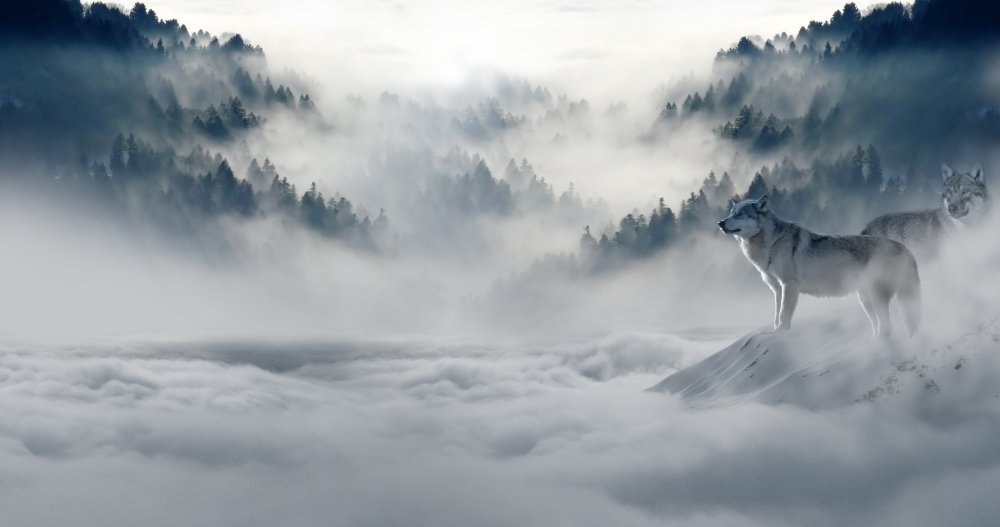 A white winter wonderland with snow in the woods. Early morning in the polar region. Two wolves observing their country.