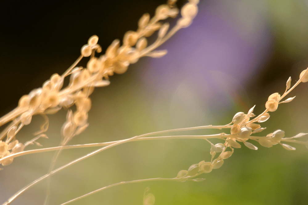 Gräser-grass-colourful-dreamy