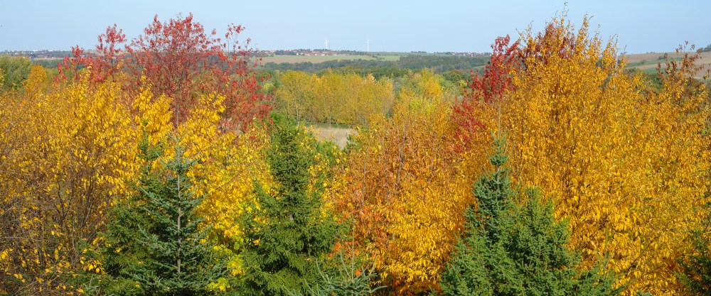 Indian Summer_Tharandt_colourful_Autumn_cinema