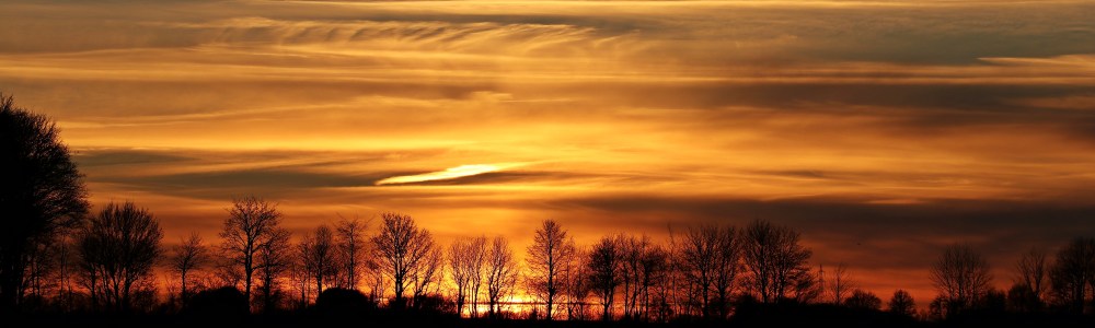 silence-sunset-trees-golden-sun