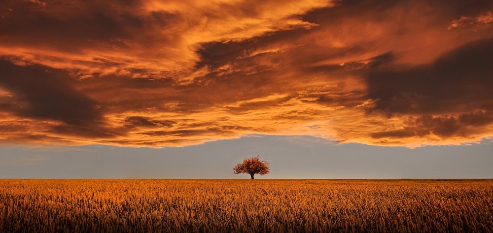 tree-orange-clouds-corn-wheat-field-autumn-beautiful