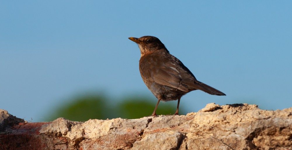 female-blackbird-stonewall-cautious_panorama_cinema