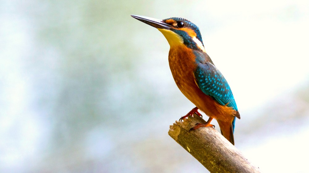 kingfisher-eisvogel-bird-blue-orange-beautiful-moment-Ruhe-genießen_panorama_cinema
