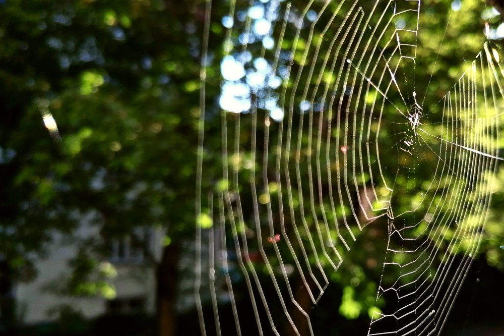 spinne-netz-spider-web-dysphoria-angst-furcht_4x3