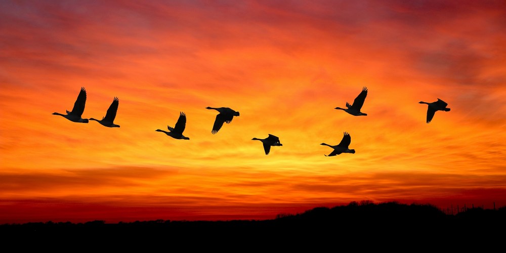 sunset_birds_flock_dawn_landscape_peace_panorama