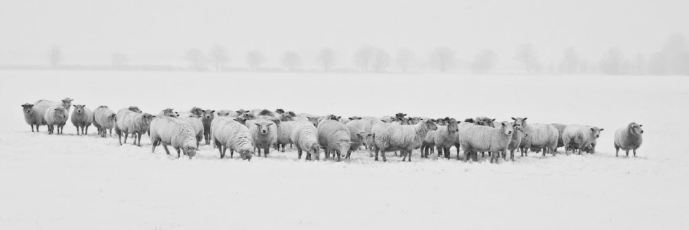 winter_Schafe_sheep_Querdenken_fake-news_panorama