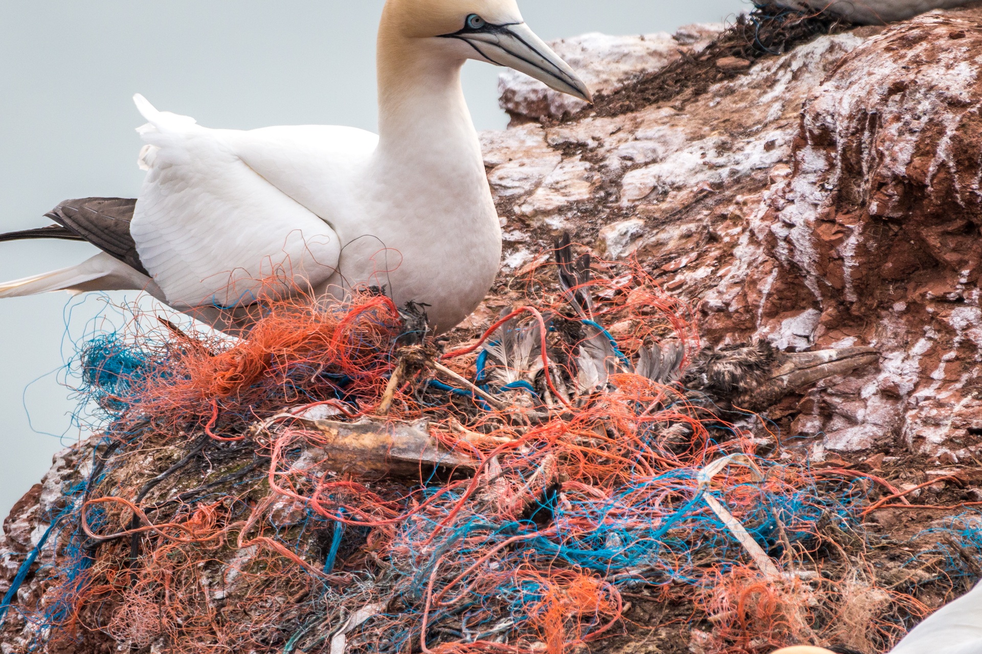 sonnet_14_uneven_waste_bird_death_memory_crisis_climate-change_war-against-nature_panorama