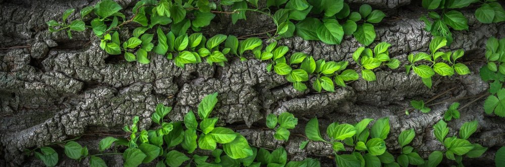 green-is-all-we-need_periphery_scene_seen_panorama