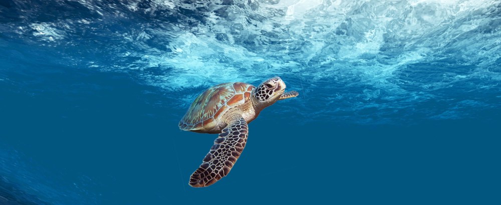 versiegelt-verdichtet-verschrottet_Schildkroete_Achilles_unter-wasser_4x3