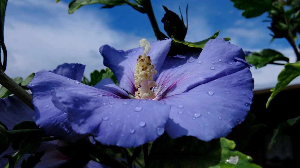 verlorenes-reimschema_hibiskusblau_ferne-welten_panorama