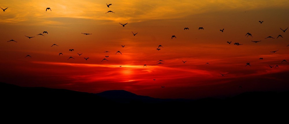 join-me-for-the-trip-of-our-life_tree_birds_panorama