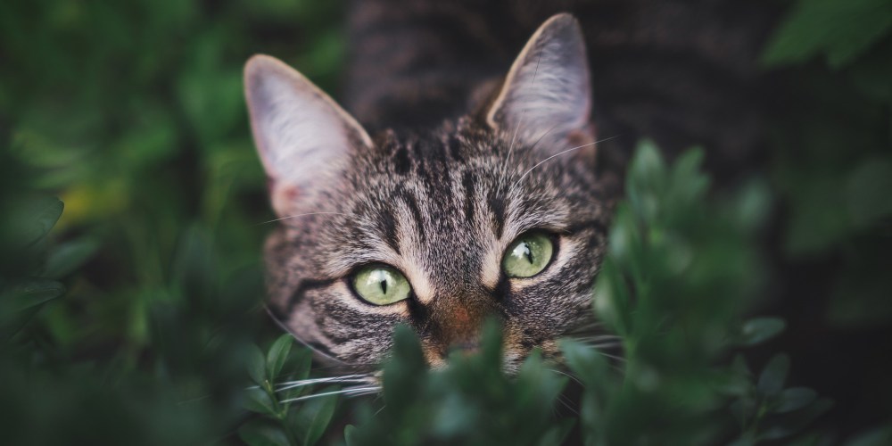 squirrels-and-the-cat_panorama