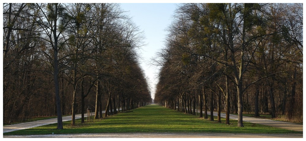 Blick in eine Seitenallee im Großen Garten in Dresden. Bäume stehen in Reih und Glied. Am Boden wächst akkurat gestutztes Gras. Darüber thront ein blauer Himmel.