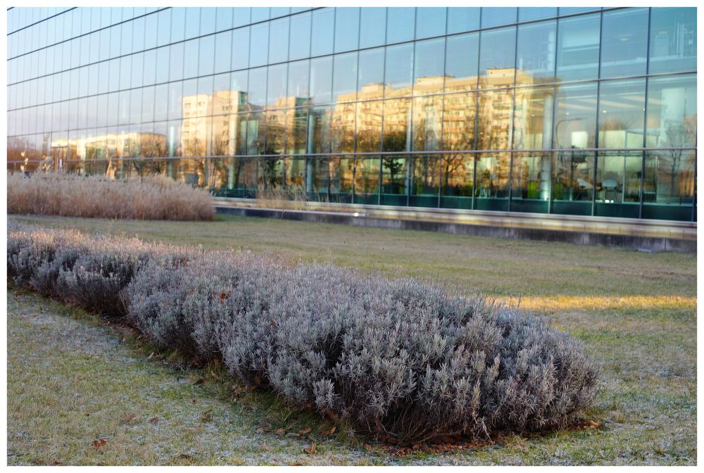 In der Fassade der Gläsernen Manufaktur spiegeln sich mehrstöckige gelbe Häuser von der anderen Straßenseite. Davor wachsen auf einer Wiese Kräuterrabatten.