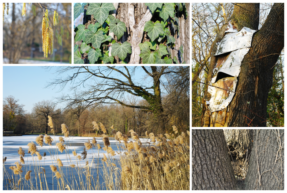 Collage aus fünf Fotografien vom Rand des Großen Gartens in Dresden. Zu sehen sind: Erlenfrüchte, Efeuranken an einem Baumstamm, ein Metallschild an einem Baum, ein Teich mit Schilfgras und Bäumen, eine Nahaufnahme eines Baumes mit Licht und Schatten am Stamm.