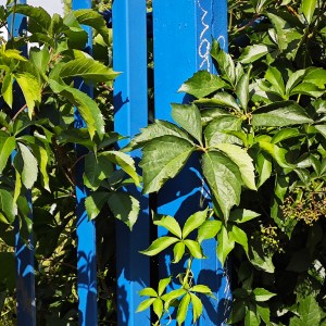 Grüne Blätterranken vor blauem Zaun.
