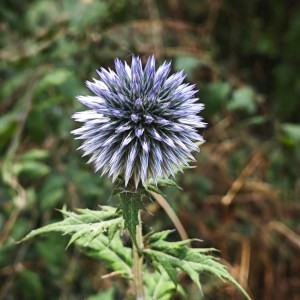 Eine Kugelblüte mit vielen kleinen, noch geschlossenen violetten Knospen in Nahansicht.