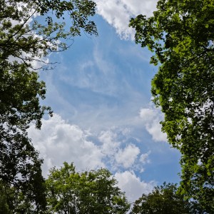 Cumuli kreuzen am blauen Himmel, gerahmt von grünen Baumkronen.